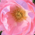 Roze - Bodembedekkende rozen - Sommerwind®